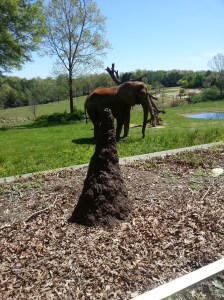 ohhhh Mrs. JUMBO! they are the saddest animals ever and I just love them